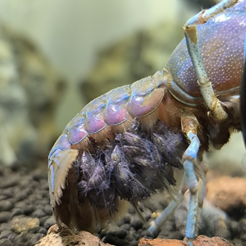 Cherrax Quadricarinatus Juvéniles