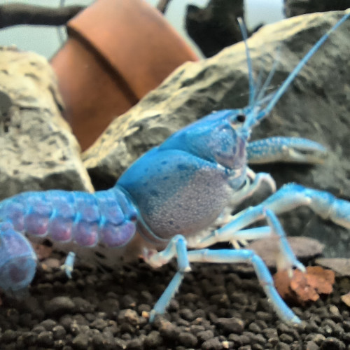 Procambarus alleni Juvéniles