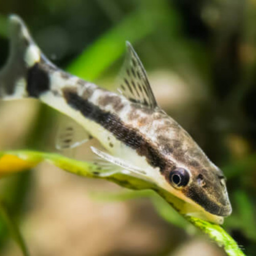 Otocinclus