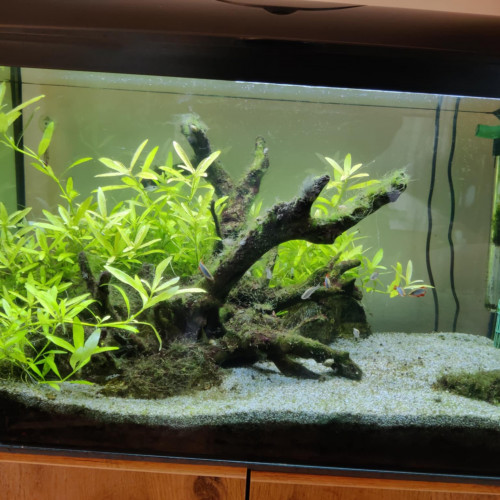 Aquarium et équipements à vendre