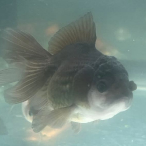 Oranda tête de lion panda