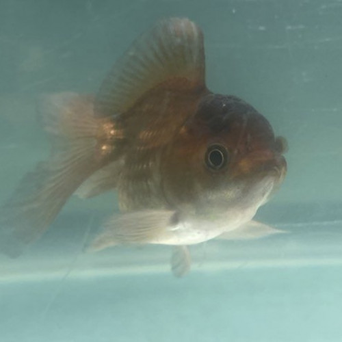 Oranda tête de lion panda