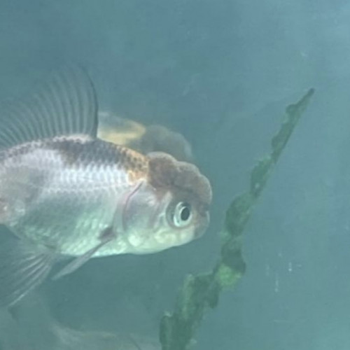 Oranda tête de lion panda