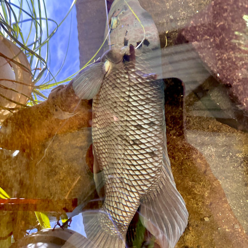 Gourami géant