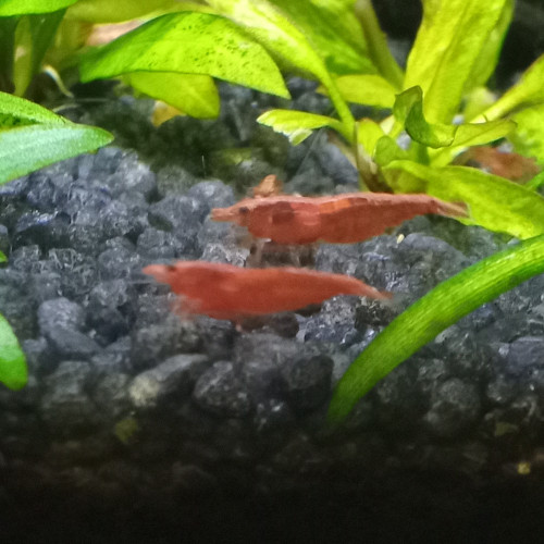 Crevettes Red Sakura