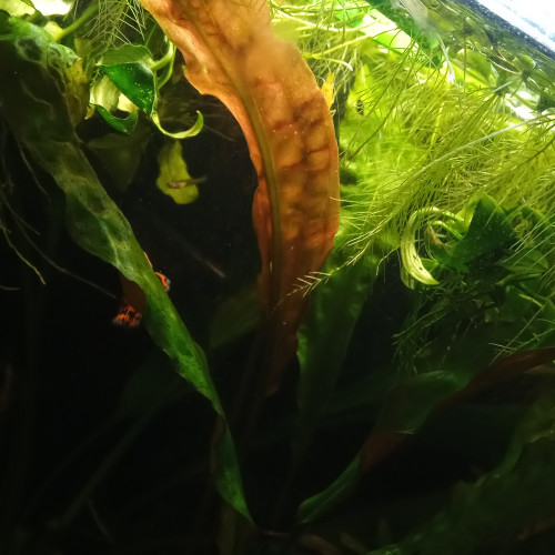 Grande Cryptocoryne 30 cm