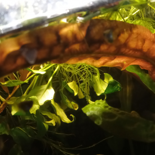 Grande Cryptocoryne 30 cm