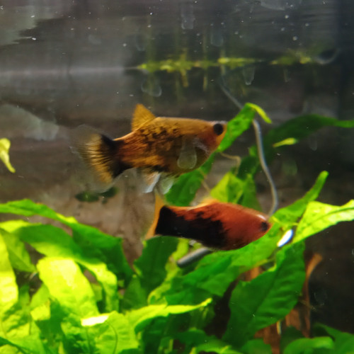 Lot de 11 Platys