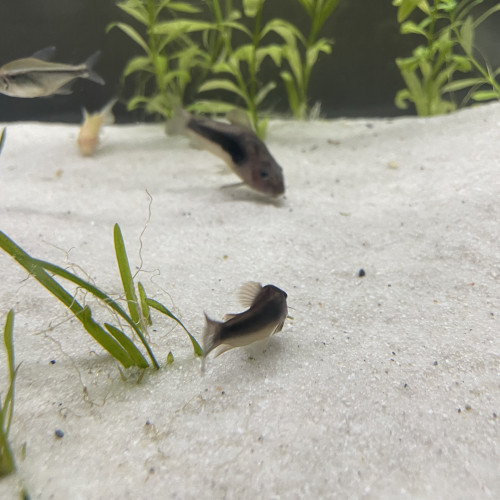 3 corydoras