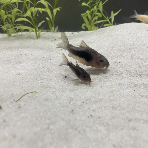 3 corydoras