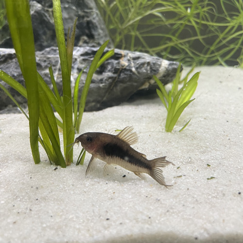 3 corydoras