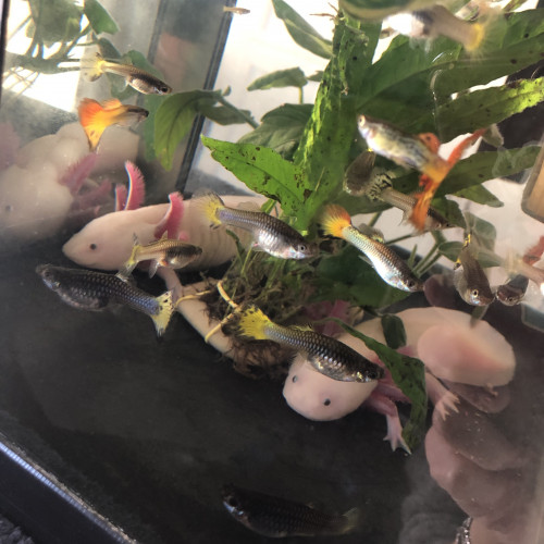 Axolotl