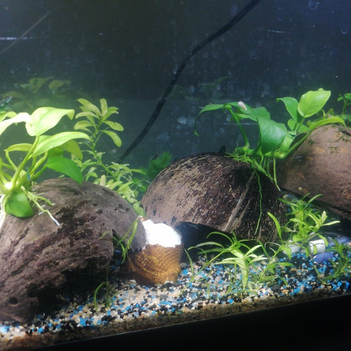 Anubias sur Coco