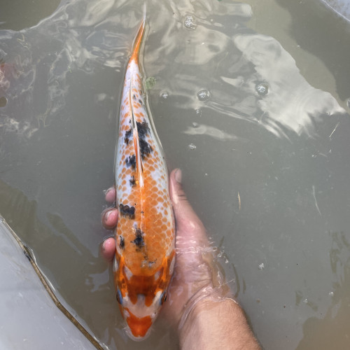 Carpe koi, esturgeon et amour blanc