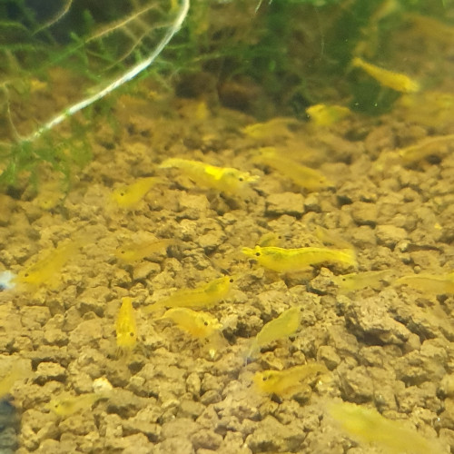 Neocaridina yellow