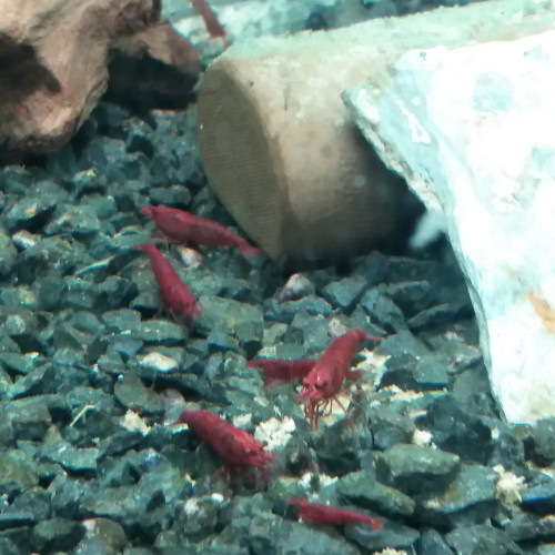 Neocaridina Sakura dark red