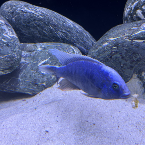 sciaenochromis fryeri