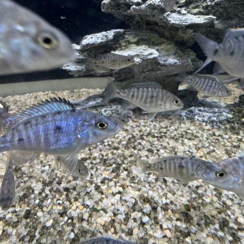 sciaenochromis fryeri