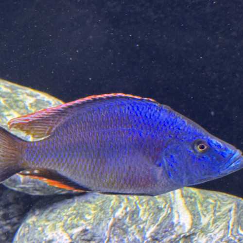 Dimidiochromis compressiceps