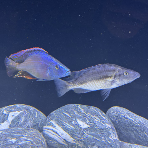 Dimidiochromis compressiceps