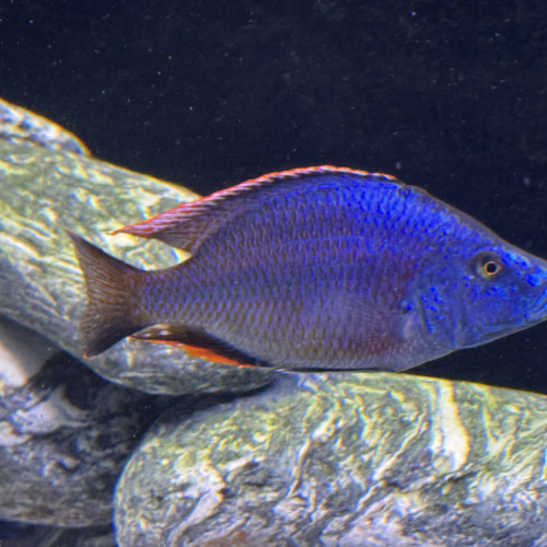 Dimidiochromis compressiceps