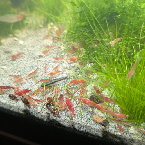 Neocaridina red