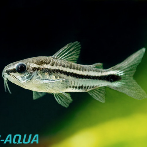 Corydoras pygmaeus