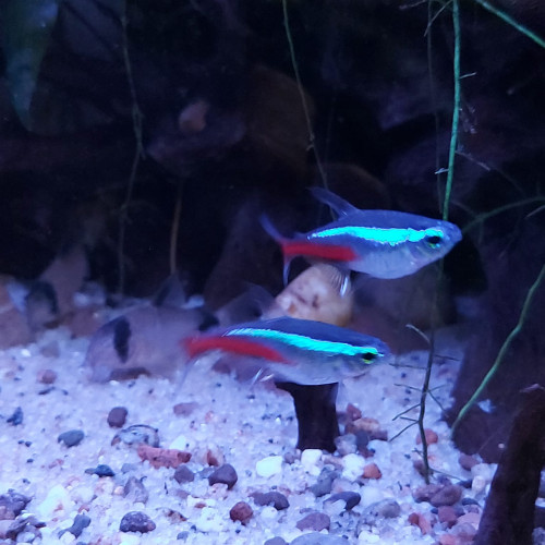 Donne Apistogramma, Cardinalis, Guppys, et Corydoras