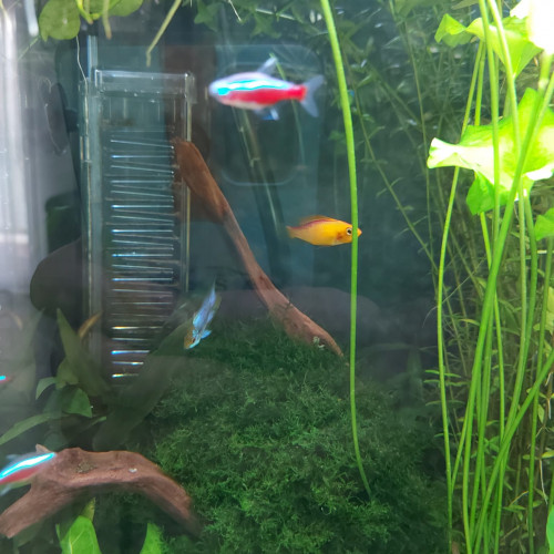 Donne Apistogramma, Cardinalis, Guppys, et Corydoras