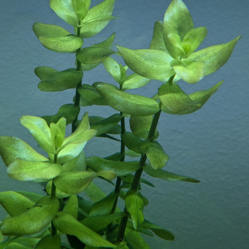 Bacopa caroliaia