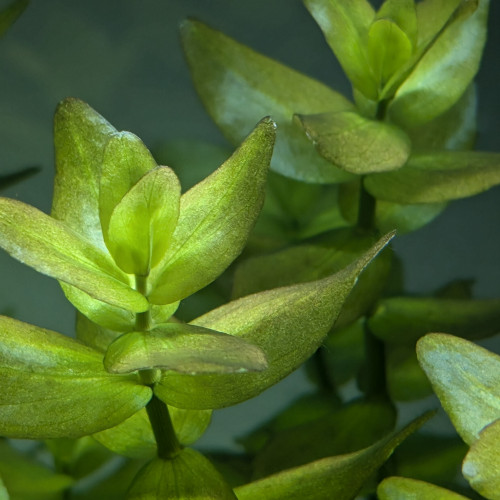 Bacopa caroliaia