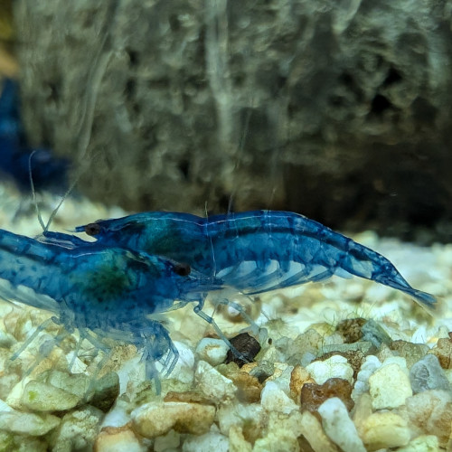 Neocaridina Davidi