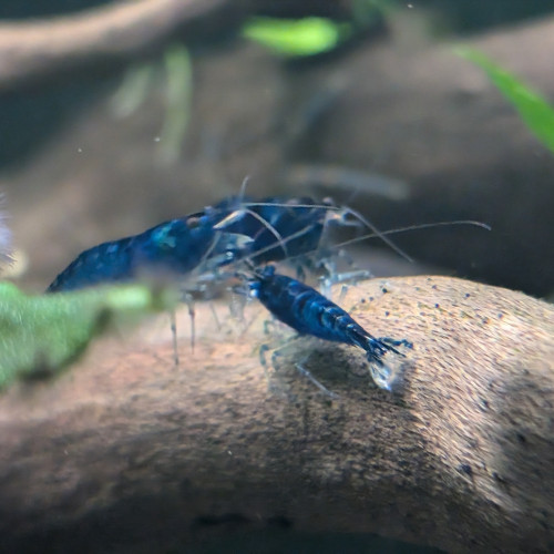 Neocaridina Davidi