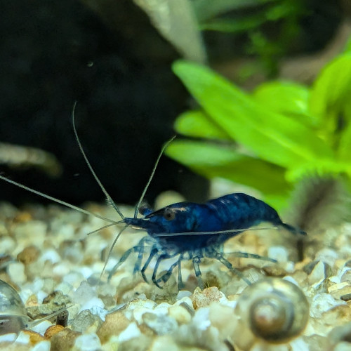 Neocaridina Davidi