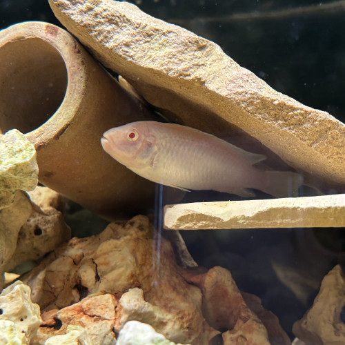 Pseudotropheus socolofi albinos