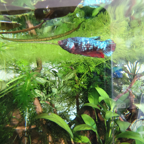 Deux bettas femelles