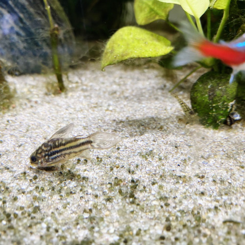 lot de 5 Corydoras sterbai en parfaite santé