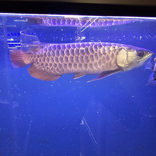 GOLDEN BLUE BASE CROSSBACK AROWANA