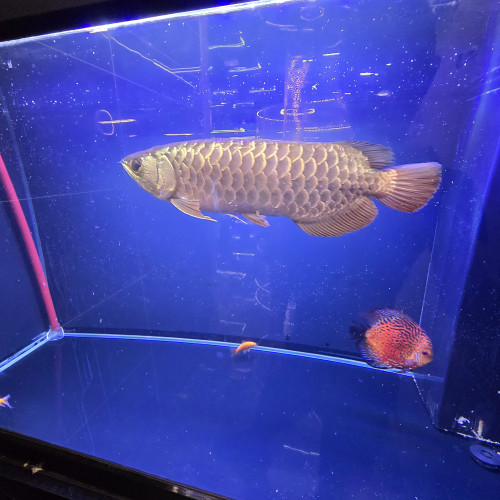 GOLDEN BLUE BASE CROSSBACK AROWANA