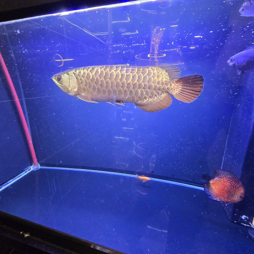 GOLDEN BLUE BASE CROSSBACK AROWANA