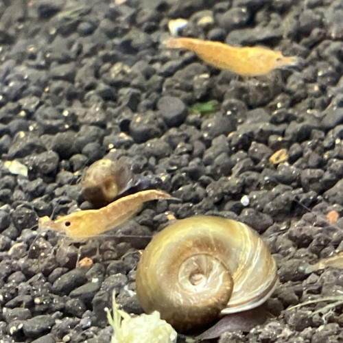 Neocaridina Sakura orange