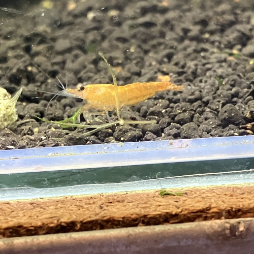 Neocaridina Sakura orange