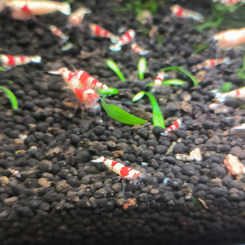 Crystal red Caridina