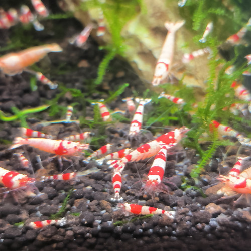 Crystal red Caridina