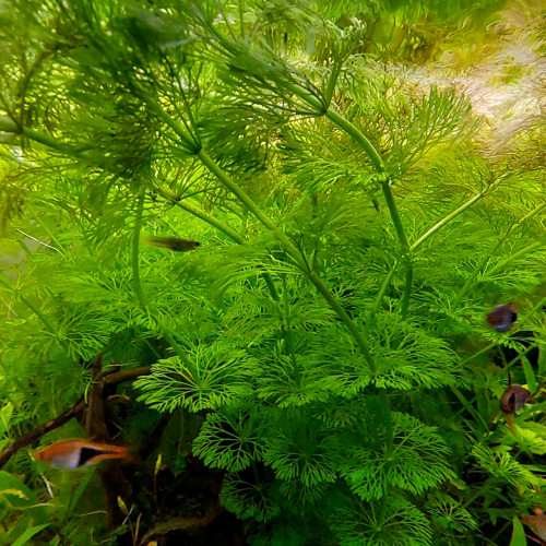 Limnophila