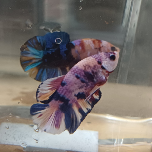 Betta