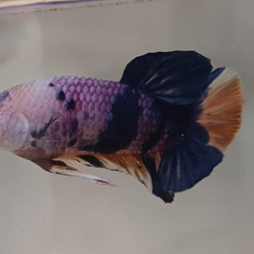 Betta