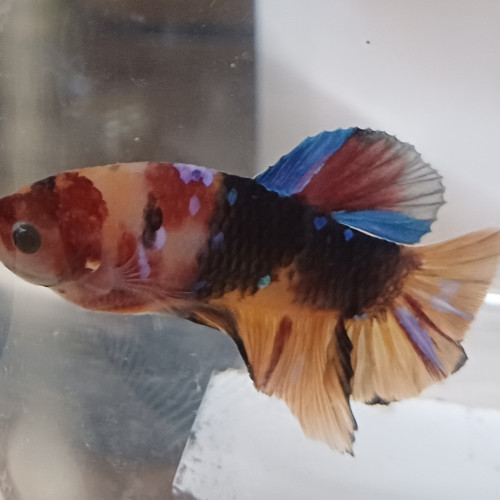 Betta