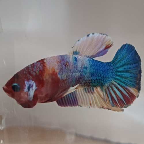 Betta