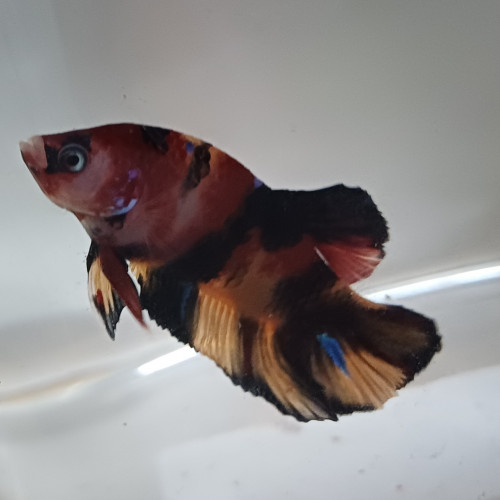 Betta